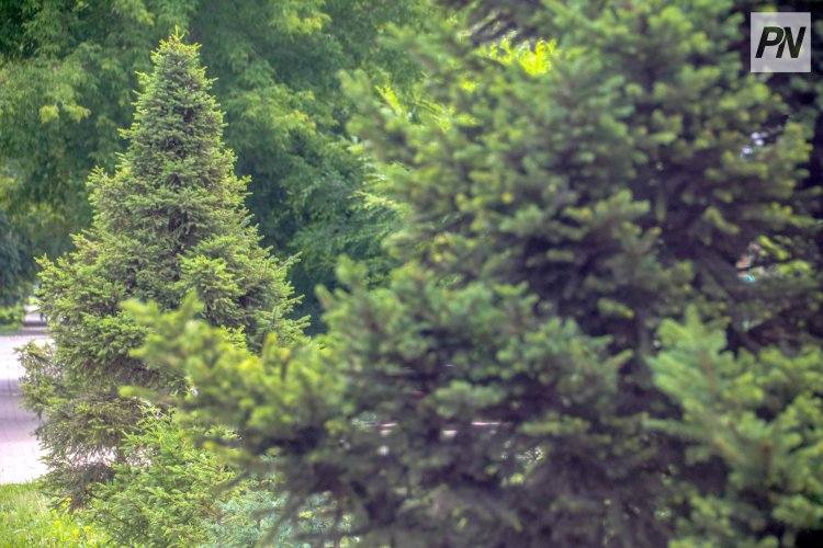 Павлодарские лесники усилят охрану вечнозелёных деревьев