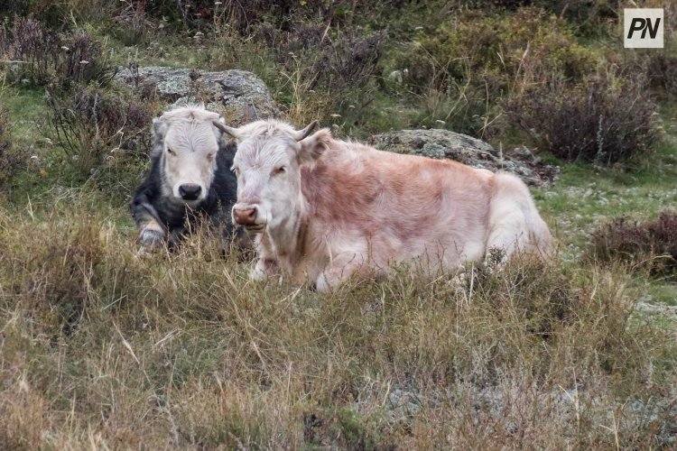 В двух районах Павлодарской области появятся новые скотомогильники