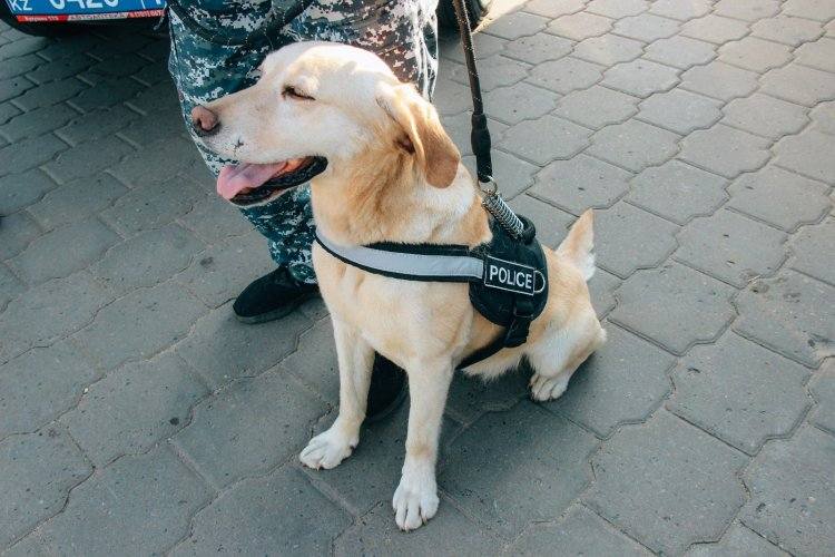 Как в Павлодаре кинологи учили школьников противостоять наркотикам