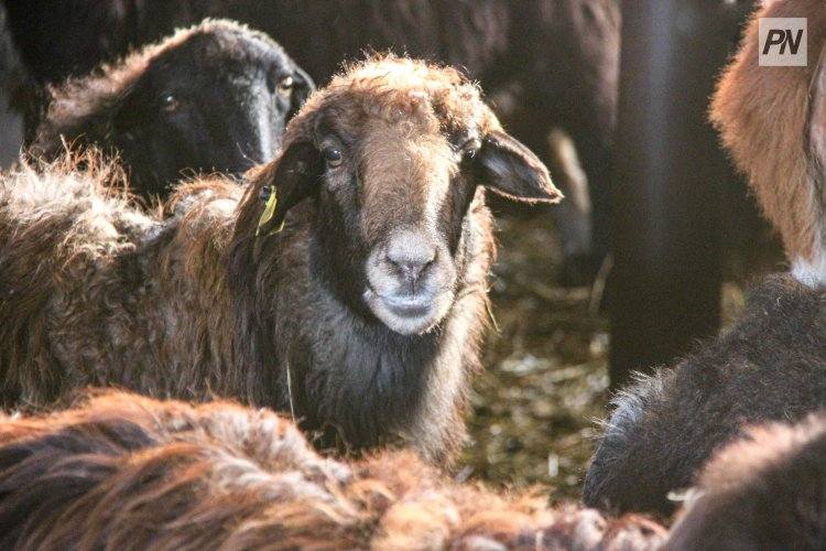 В Майском районе задержали подозреваемых в краже скота