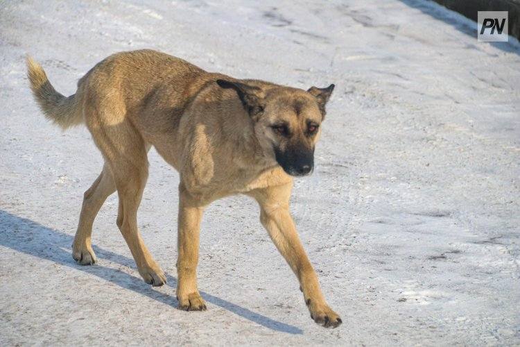 Подрядчику в Павлодарской области пригрозили жёсткими санкциями