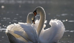 Баянаульских лебедей спасли от гибели на льду