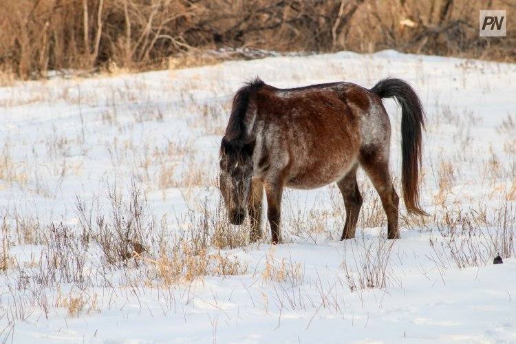 Павлодарские полицейские вернули хозяину строптивых лошадей