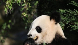 Япония может впервые за 50 лет остаться без панд