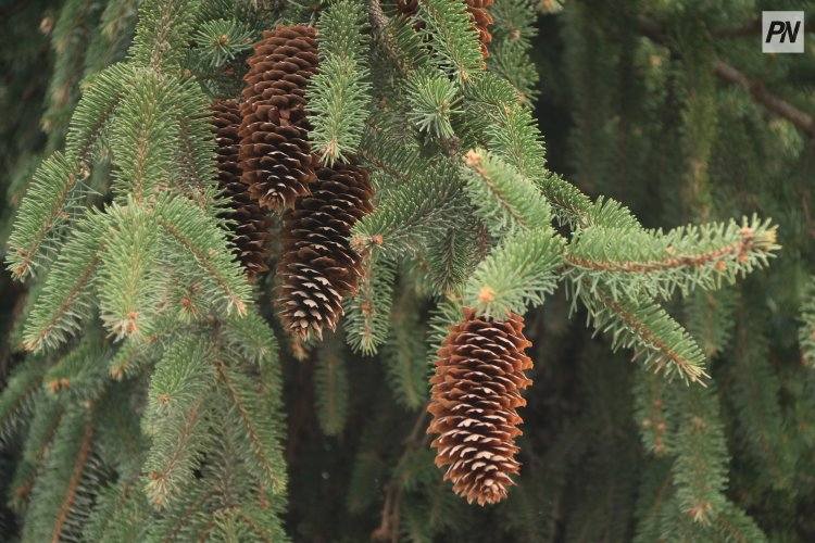 Павлодарские полицейские защитят зелёных красавиц