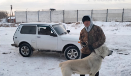 Павлодарские волонтеры вернули сорвавшегося с цепи алабая хозяину