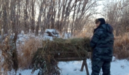 Павлодарские лесники начали подкормку диких животных