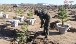 Как в Павлодарской области выполняется поручение Президента по озеленению