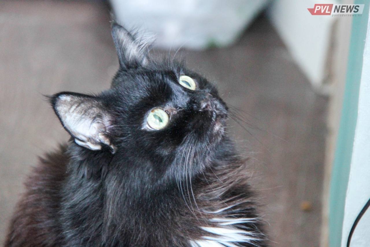 Самое жестокое отношение к животным в РК выявили в Павлодарской области