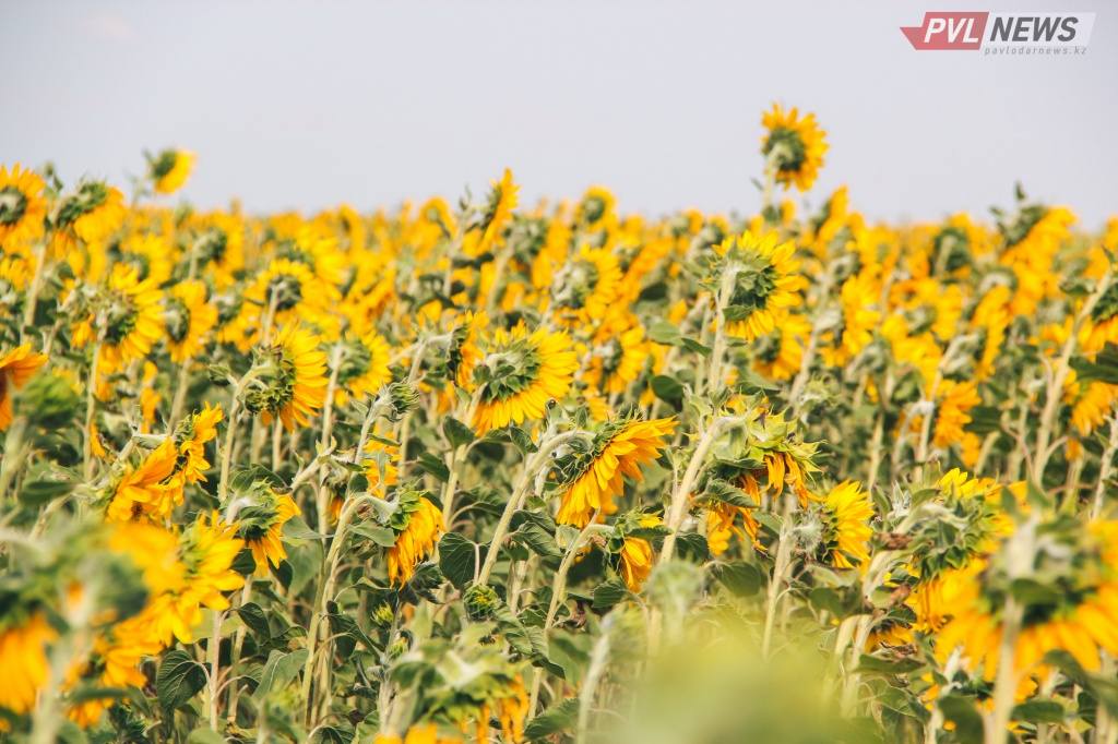 Павлодарский рынок пополнят рафинированным подсолнечным маслом