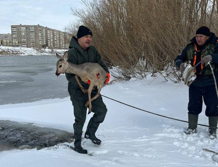 Косуля провалилась под лёд в Павлодаре