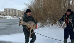 Косуля провалилась под лёд в Павлодаре