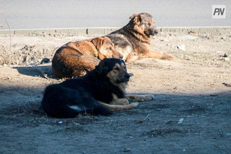 Сотни бродячих собак уничтожили в Павлодарской области