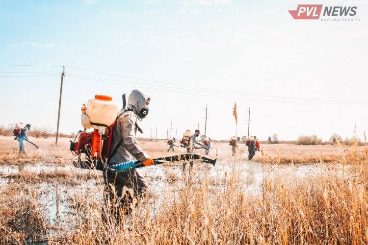 В Павлодаре начнут травить гнус в парках и скверах