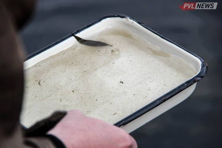 В Павлодарской области начали следить за развитием мошки