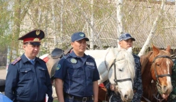 Конные патрули помогут бороться с пожарами на дачах Павлодара