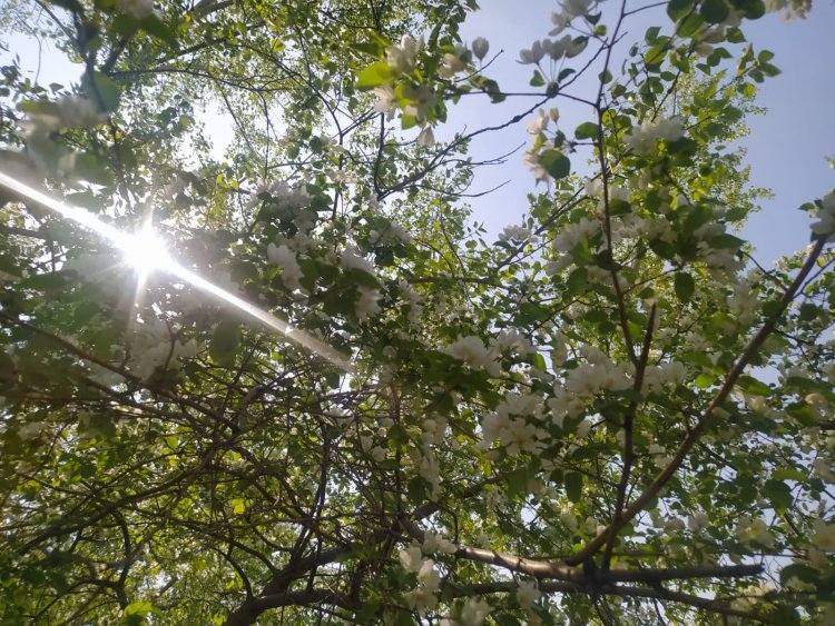 В Павлодарской области 18 мая станет немного холоднее