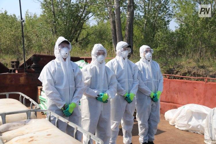 Причины для контроля популяции гнуса назвали биологи Павлодара