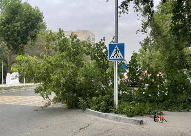 В Павлодаре сформировали бригады для вывоза упавших деревьев
