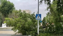 В Павлодаре сформировали бригады для вывоза упавших деревьев