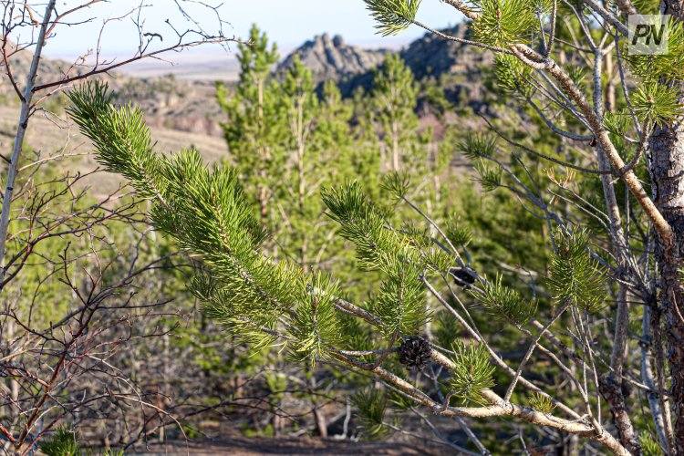 Дожди не снизили уровень пожарной опасности в лесах Павлодарской области