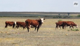 Массовый падеж скота выявили на севере Павлодарской области