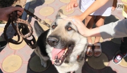 Выжить в +30: как помочь питомцам перенести жару в Павлодаре