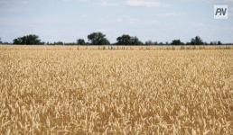 Павлодарец продал зерно под видом казахстанского на миллиард тенге