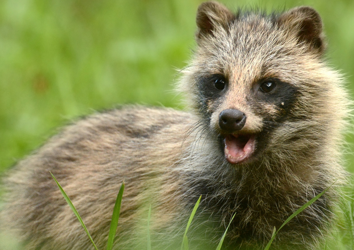 Детёныша «вечернего странника» спасли в Павлодаре
