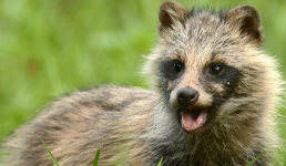 Детёныша «вечернего странника» спасли в Павлодаре