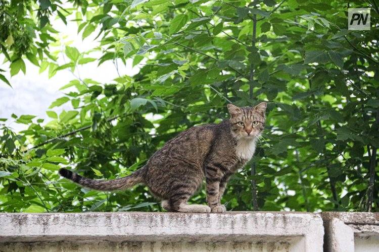 Волонтёры соорудили жильё для бездомных питомцев в Павлодаре