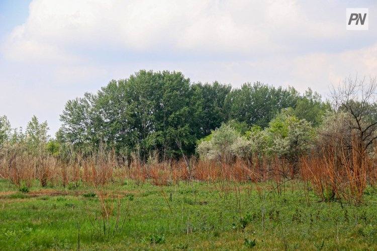 Облачно будет в Павлодарской области 31 июля