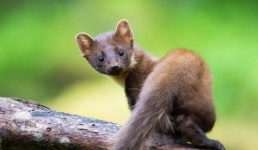 Хищника-«нелегала» заметили в павлодарском лесу