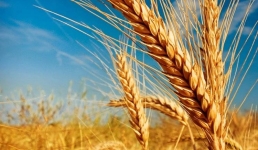 Иностранца осудили в Павлодаре за аферы с зерном