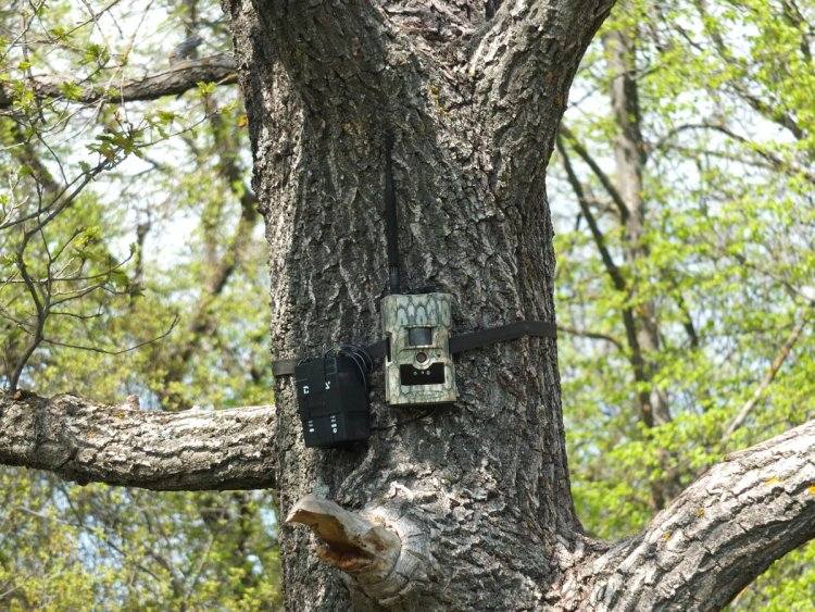 Лесные жители попали в фотоловушку в Павлодарской области (ВИДЕО)
