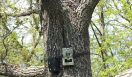 Лесные жители попали в фотоловушку в Павлодарской области (ВИДЕО)