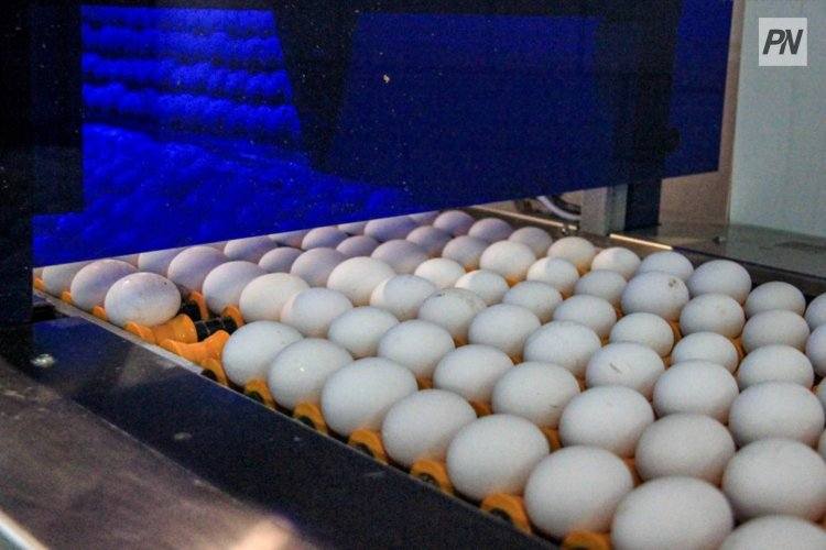 В Павлодар привезут недорогое мясо из четырёх районов