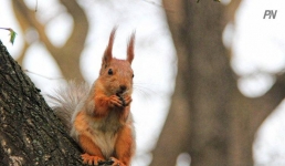 Сезон охоты откроют в Павлодарской области
