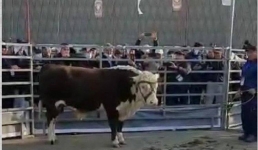 Павлодарский бык стал призером выставки в Акмолинской области