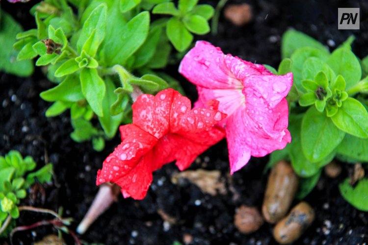 Дождь не утихнет в Павлодарской области 15 августа