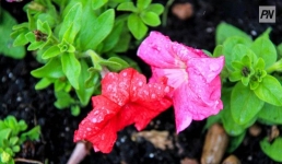 Дождь не утихнет в Павлодарской области 15 августа