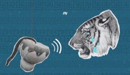 Тыква и конский волос: павлодарцам показали, как отпугнуть тигра