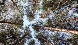 Набить шишки: как восстановить павлодарский лес после пожаров