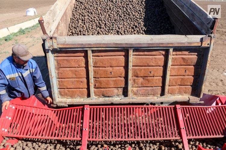 В Павлодарской области смогут хранить больше овощей