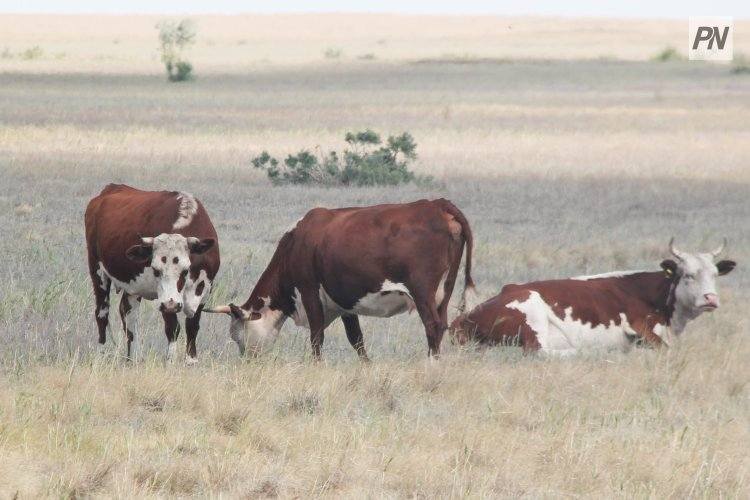 Опасных соседей для скота назвали павлодарские ветеринары