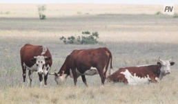 Опасных соседей для скота назвали павлодарские ветеринары