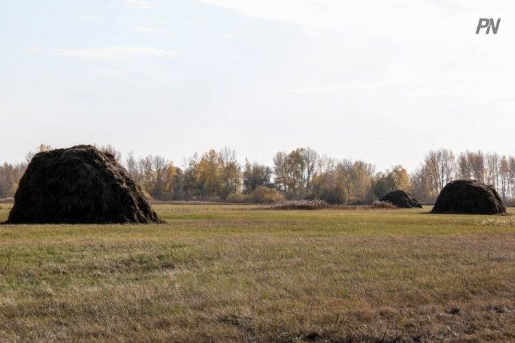 На какую помощь из-за засухи могут рассчитывать павлодарские аграрии