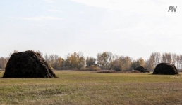 На какую помощь из-за засухи могут рассчитывать павлодарские аграрии