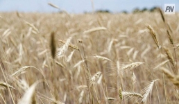 В Павлодарской области затянули создание стабфонда фуражного зерна