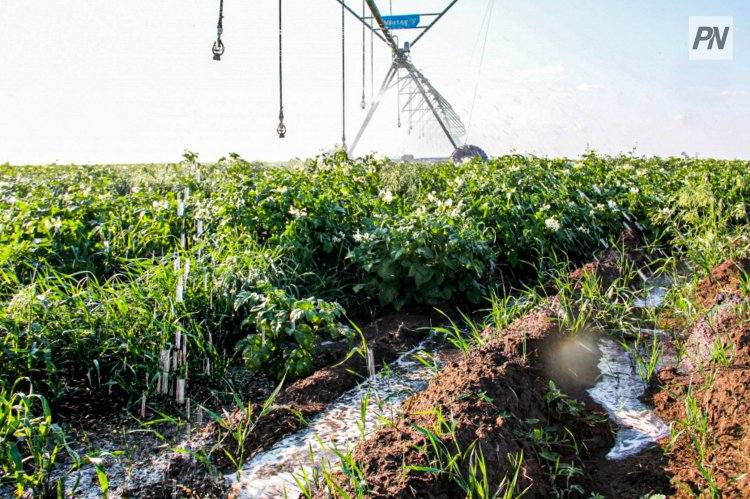 Ертіс өңірінде суармалы жерлердің басым бөлігі Павлодар ауданына тиесілі